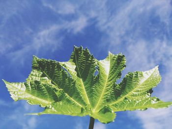 Close-up of fresh green leaves against sky