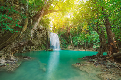 Scenic view of waterfall in forest