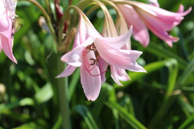 Close-up of pink flowers