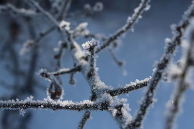 Close-up of frozen branch