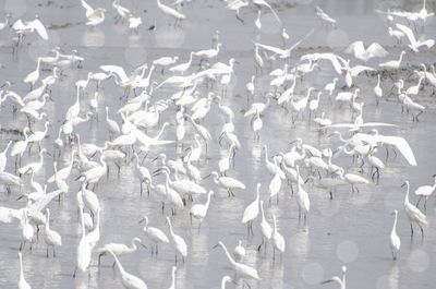 Swans in lake