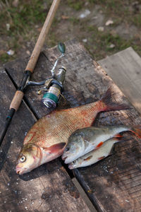 High angle view of fish on table