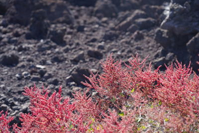 Close-up of coral in sea