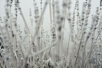 Close-up of snow covered plants