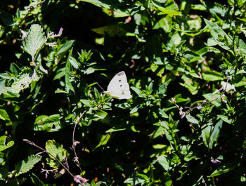 Close-up of butterfly on plant