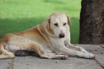 Portrait of dog resting outdoors