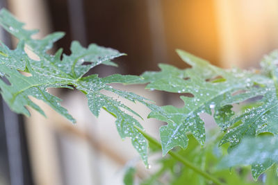 Close-up of wet plant leaves during winter