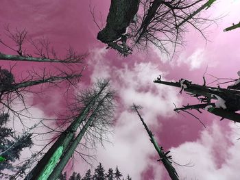 Low angle view of pink tree against sky