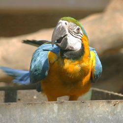 Close-up of parrot perching on wood