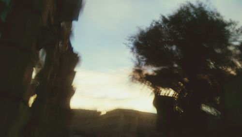 Low angle view of trees against sky