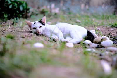 Portrait of a cat lying down