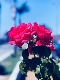 Close-up of rose plant