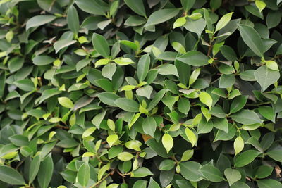 Full frame shot of plants