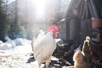 Mountain roosters