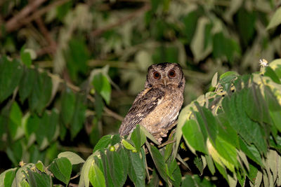 Sunda scops-owl, otus lempiji bird of indonesia