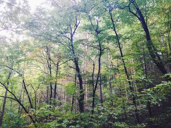 Trees in forest