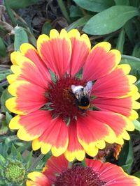 Close-up of bee pollinating flower