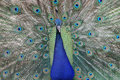 Close-up of peacock