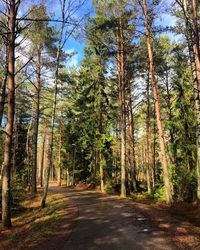 Trees in forest against sky