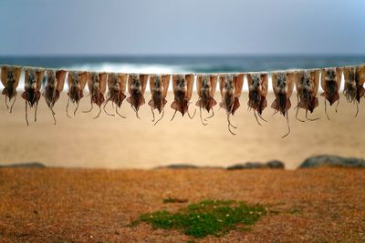 Squids hanging on string at beach against sky