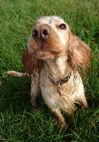 Close-up of dog on grassy field