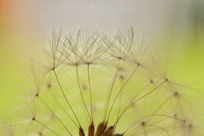 Close-up of dandelion on plant