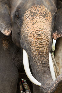 Close-up of elephant