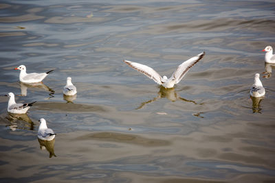 Seagulls flying over lake