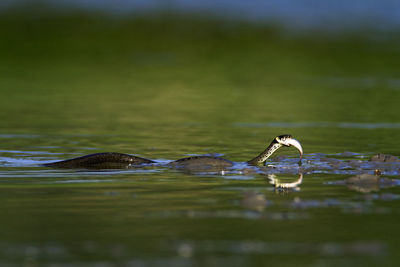 Grass snake eating a fish in kopacki rit, croatia