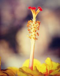 Close-up of yellow flower