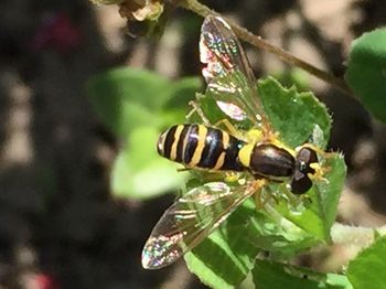 Close-up of insect on leaf