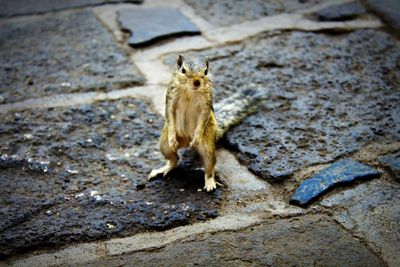 Portrait of squirrel on rock