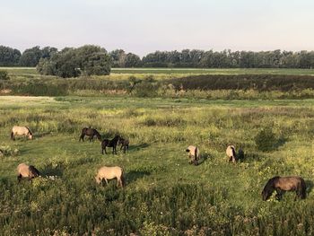 Flock of sheep grazing in field