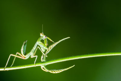 Close-up of praying mantis on stem
