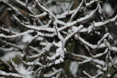 Close-up of frozen plant