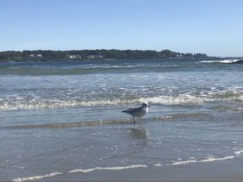 Bird on beach against clear sky