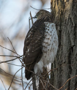 Low angle view of eagle perching on tree