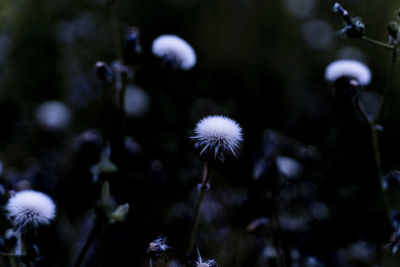 Close-up of dandelion against blurred background