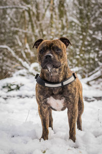 Dog standing on snow field during winter