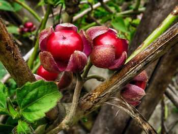 Close-up of red leaves