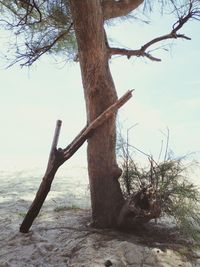 View of tree trunk against sky