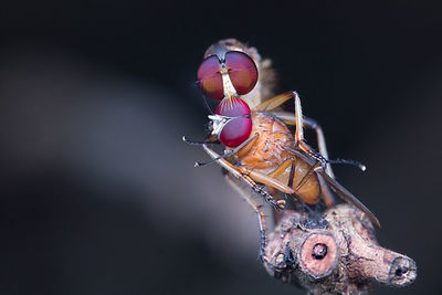 Close-up of mosquito mating on plant