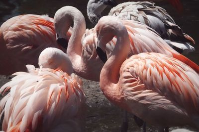 Flamingos in lake