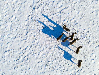 High angle view of arrow symbol on snow