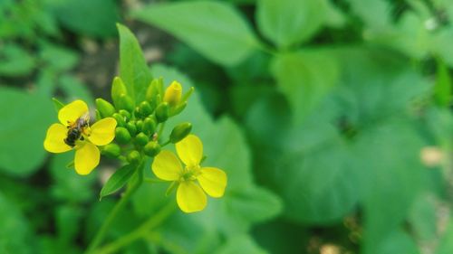 Close-up of yellow flowers blooming outdoors