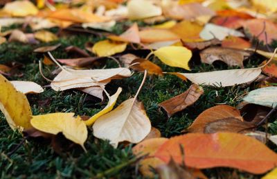 Close-up of yellow maple leaves on field