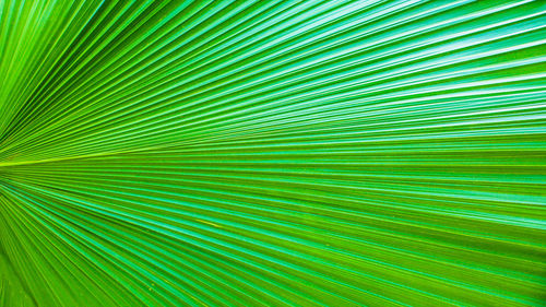 Full frame shot of palm leaf
