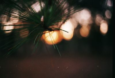 Close-up of plant against blurred background