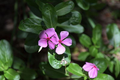 Close-up of purple flowering plant