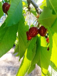 Close-up of red berries growing on tree